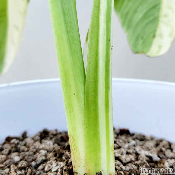 Schismatoglottis calyptrata variegated petiole