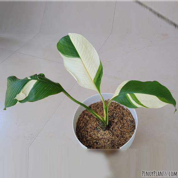 Spathiphyllum commutatum variegated