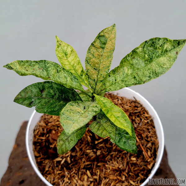 Syzygium sp. 229, Quezon variegated leaves