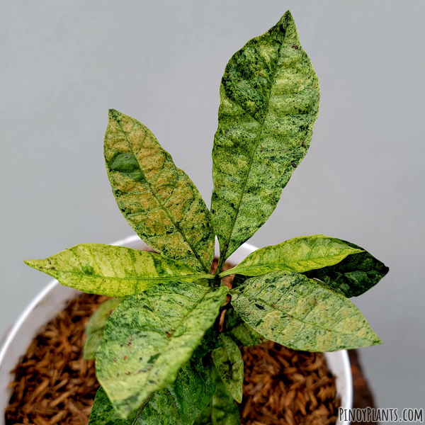 Syzygium sp. 229, Quezon variegated leaves