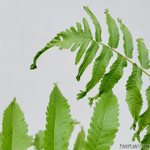 Thelypteris dentata crested fronds