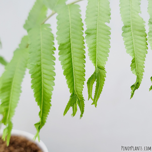 Thelypteris dentata crested fronds