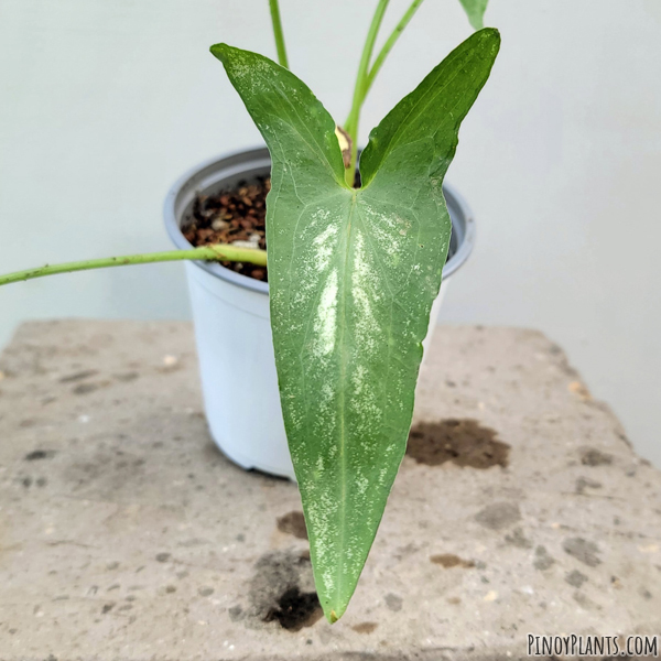 Typhonium flagelliforme leaf