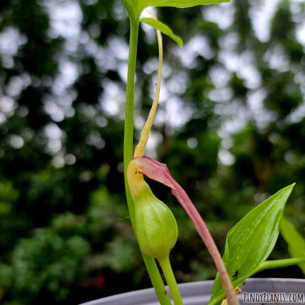 Typhonium flagelliforme inflorescence