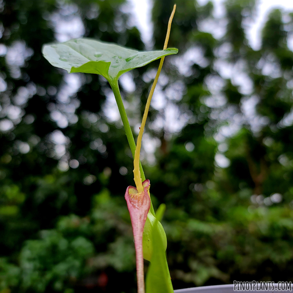 Typhonium flagelliforme inflorescence