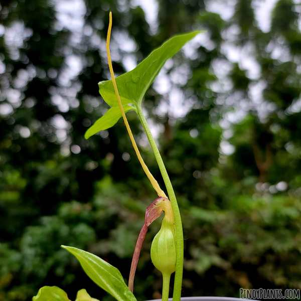 Typhonium flagelliforme inflorescence