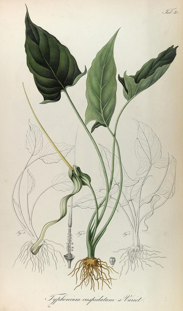 Typhonium flagelliforme botanical illustration